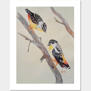 A pair of Australian Perdalotes - birds Posters and Art